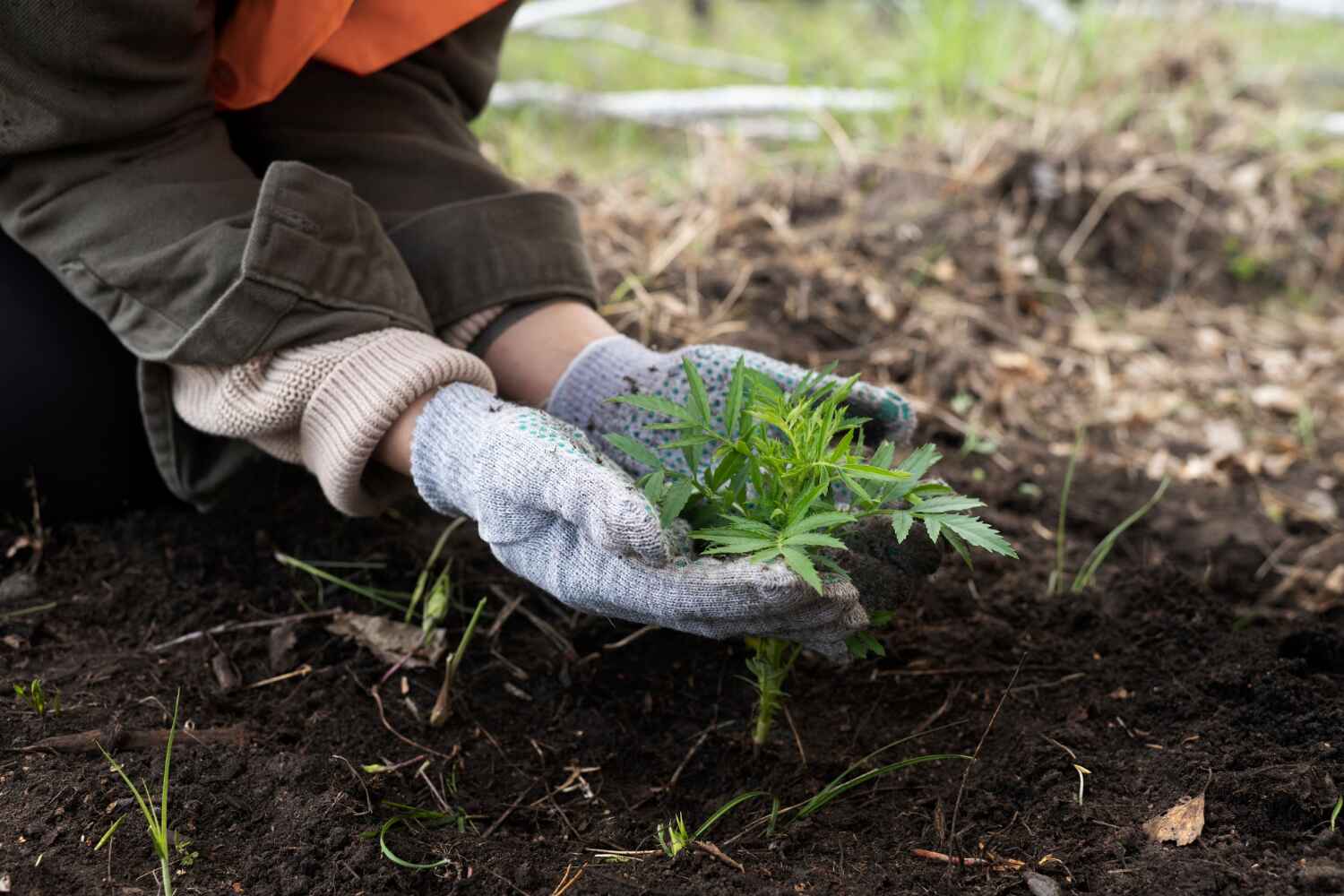 Best Tree Trimming and Pruning  in USA